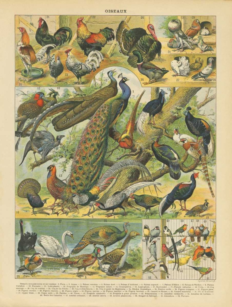 Art Print: Oiseaux I
