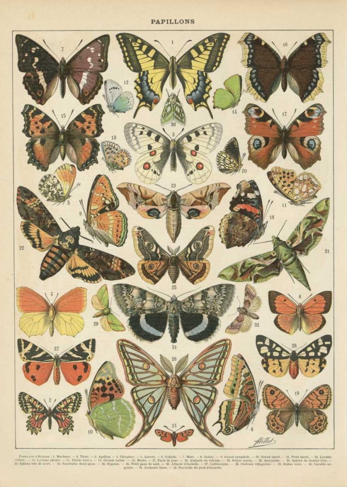 Art Print: Papillons I