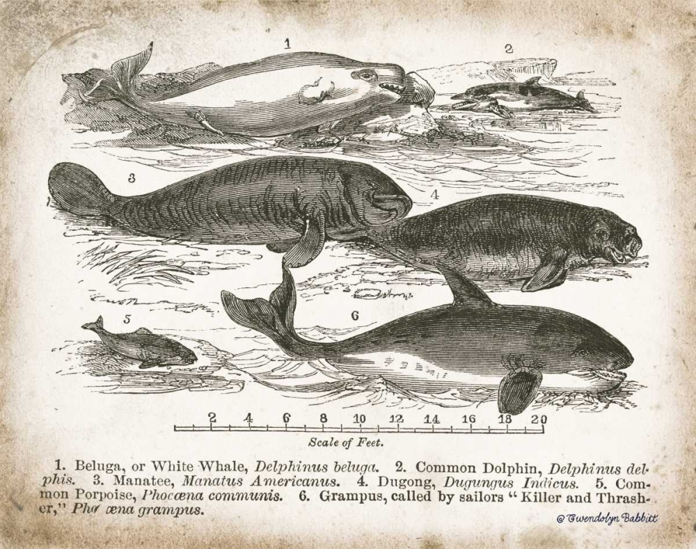 Wall Art Painting id:143240, Name: Antique Whales I, Artist: Babbitt, Gwendolyn