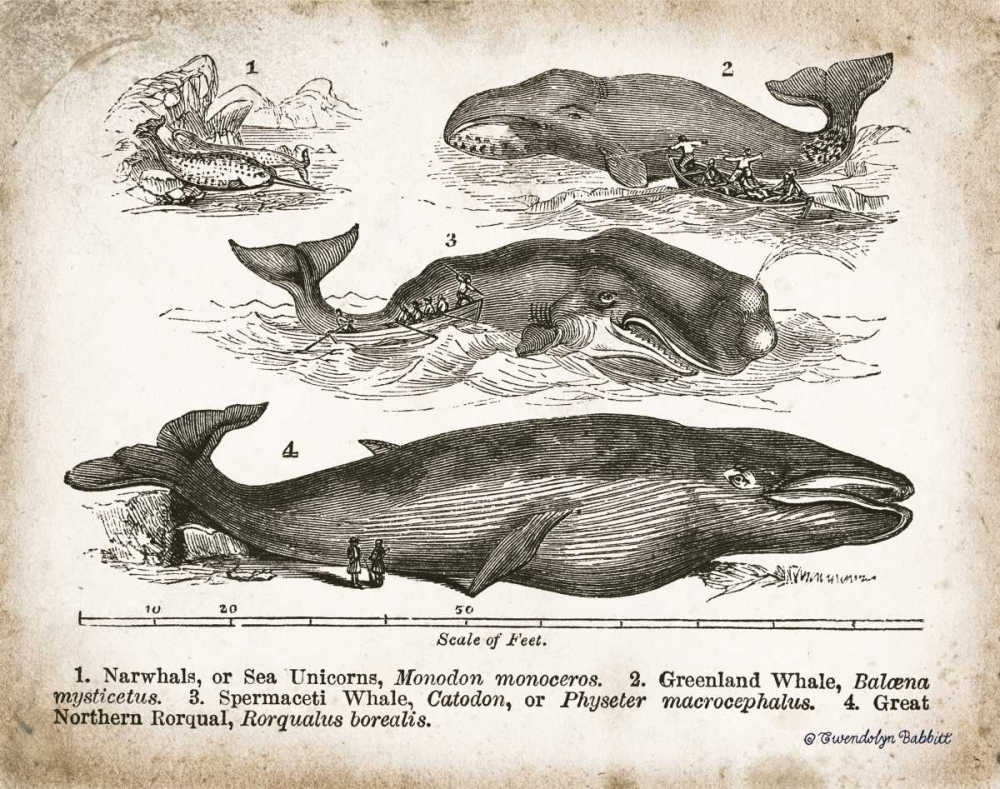 Wall Art Painting id:143241, Name: Antique Whales II, Artist: Babbitt, Gwendolyn