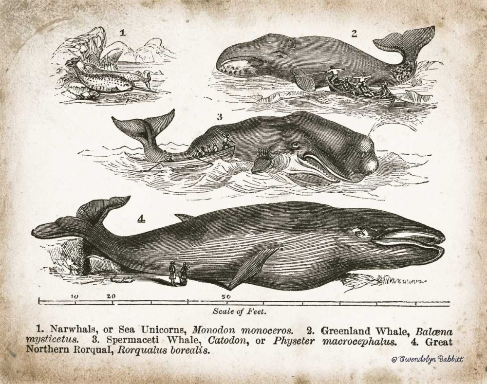 Art Print: Antique Whales II