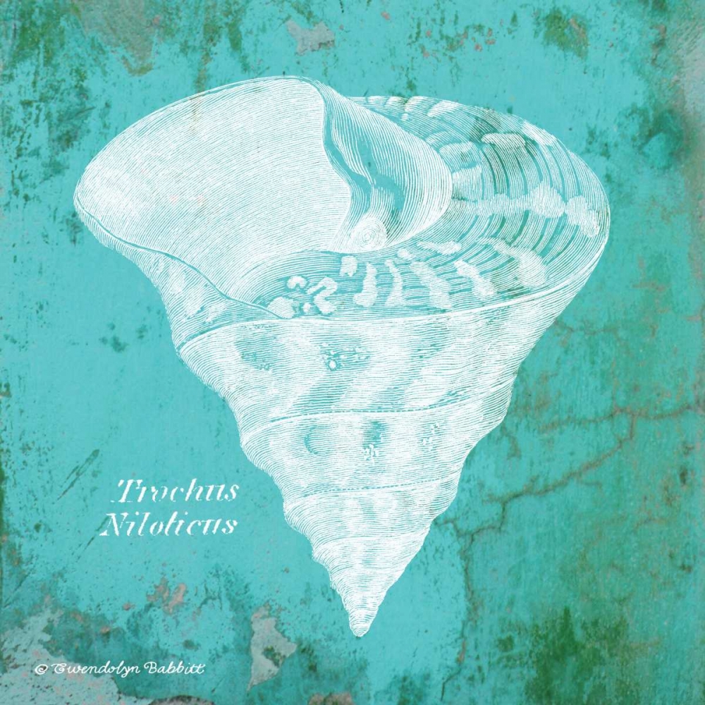 Wall Art Painting id:143314, Name: Caribbean Shell I, Artist: Babbitt, Gwendolyn