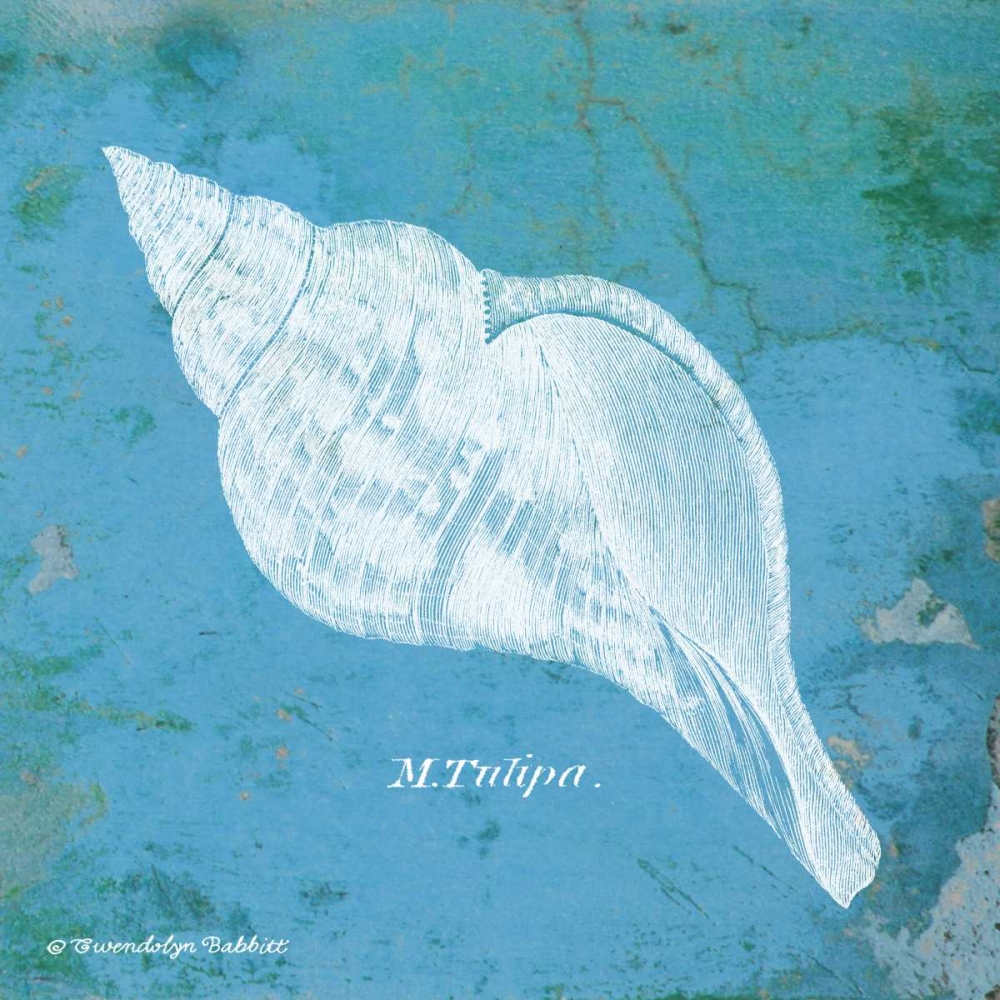 Wall Art Painting id:143315, Name: Caribbean Shell II, Artist: Babbitt, Gwendolyn
