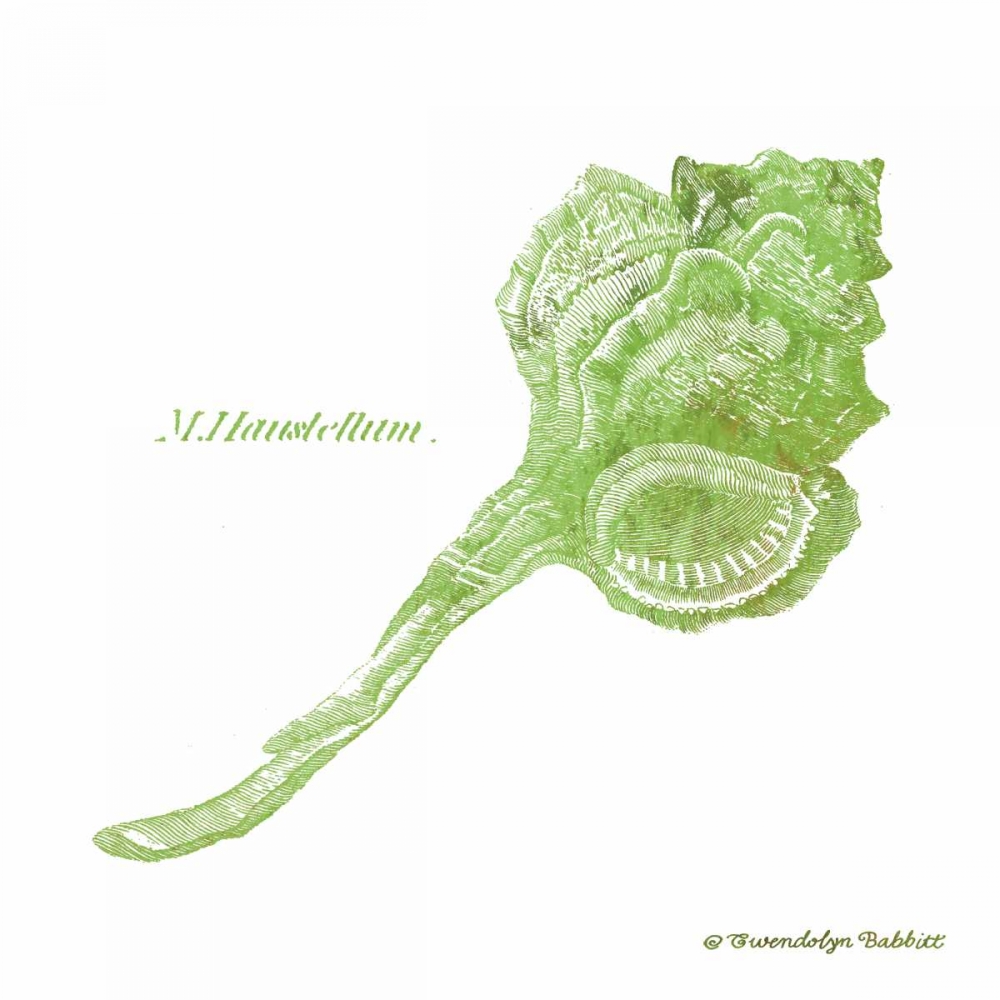 Wall Art Painting id:143321, Name: Shell on White IV, Artist: Babbitt, Gwendolyn