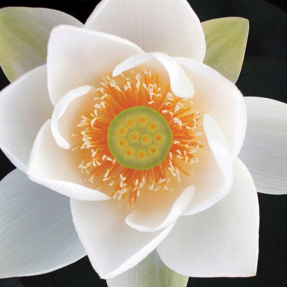 Wall Art Painting id:144214, Name: Lotus II, Artist: Christensen, Jim