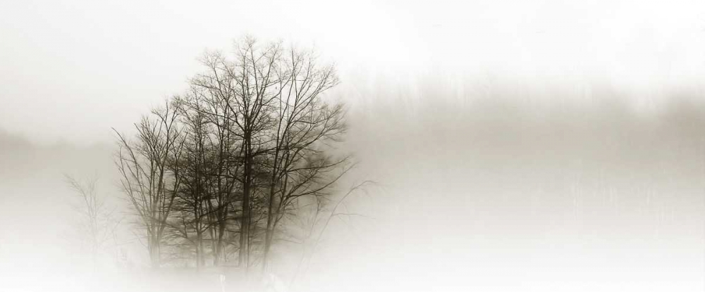 Art Print: In the Mist II