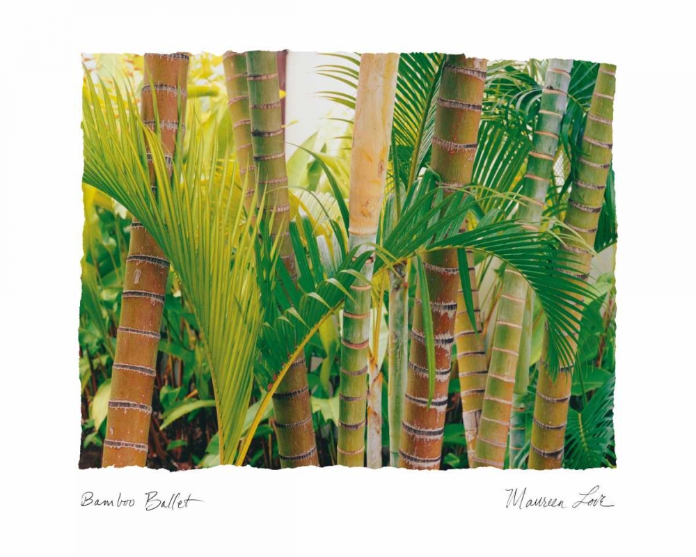 Wall art: Bamboo Ballet, by Love, Maureen