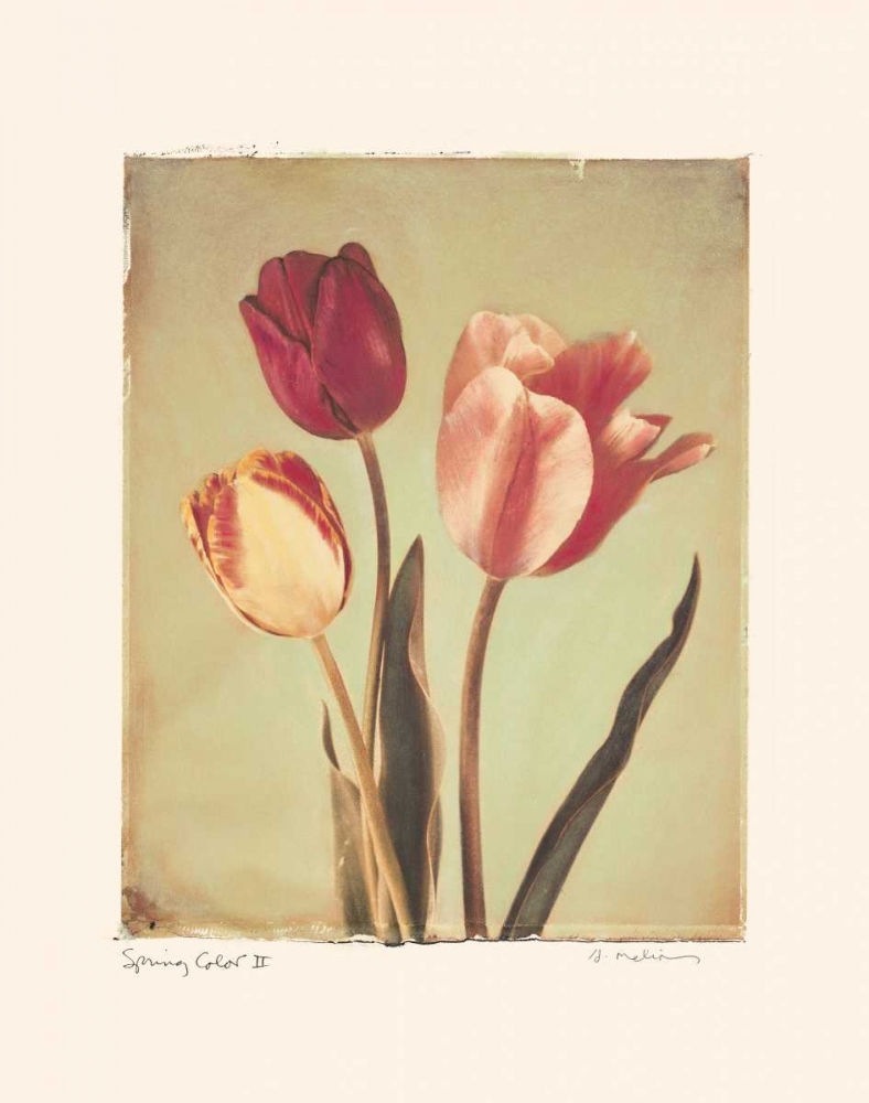 Wall art: Spring Color II, by Melious, Amy