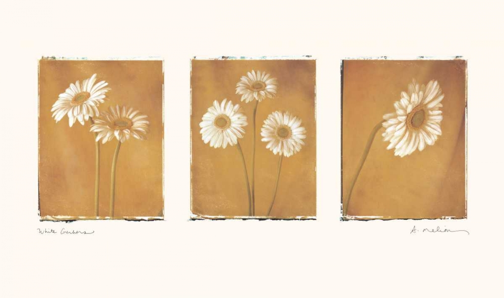 Wall Art Painting id:5450, Name: White Gerbers, Artist: Melious, Amy