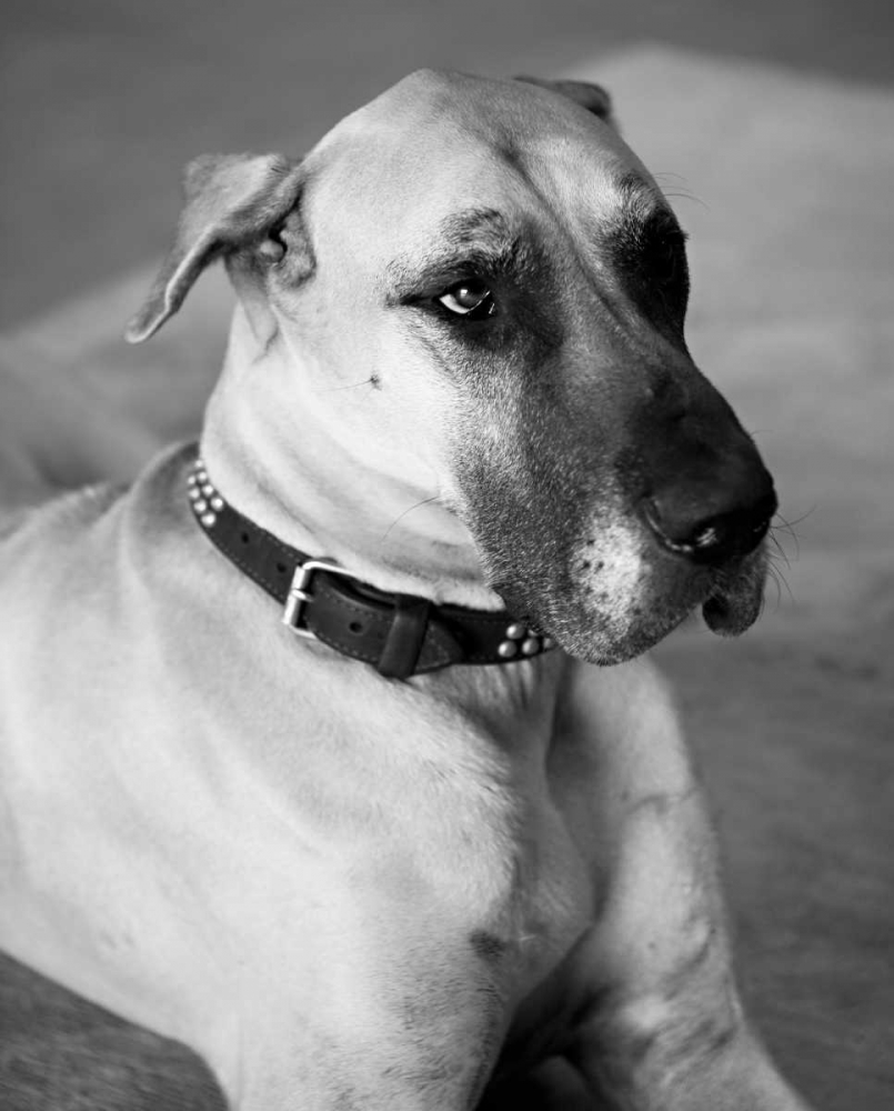 Art Print: Great Dane Black and White