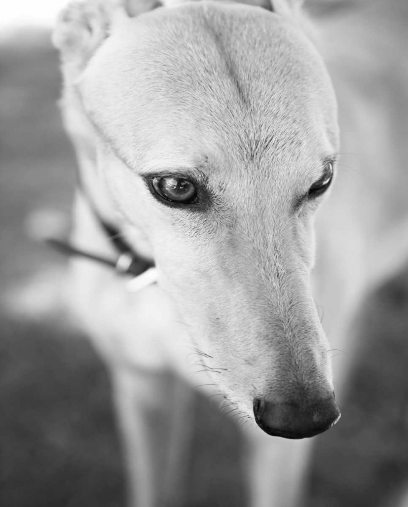 Art Print: Greyhound Black and White
