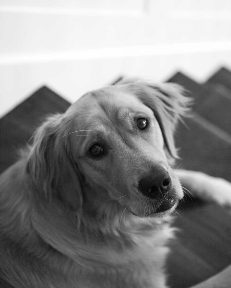 Art Print: Goldie I Black and White