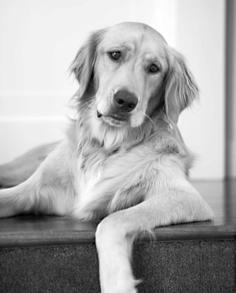 Art Print: Goldie II Black and White