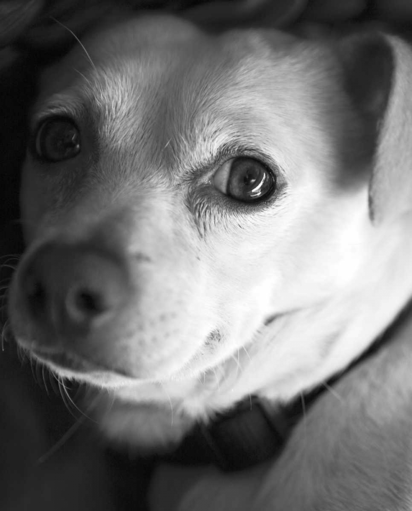 Art Print: Second Glance Black and White