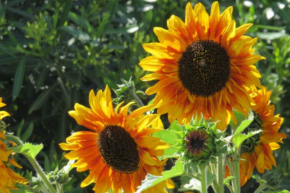 Art Print: Summer Sunflowers I