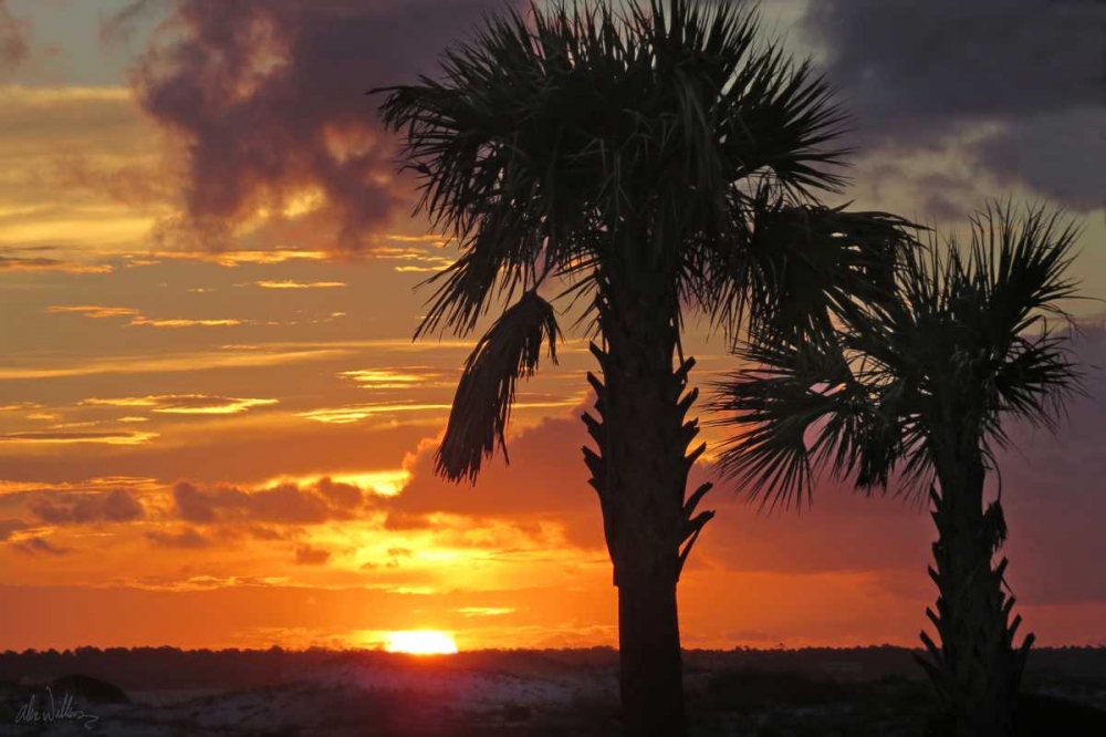 Art Print: Sunset Palms II
