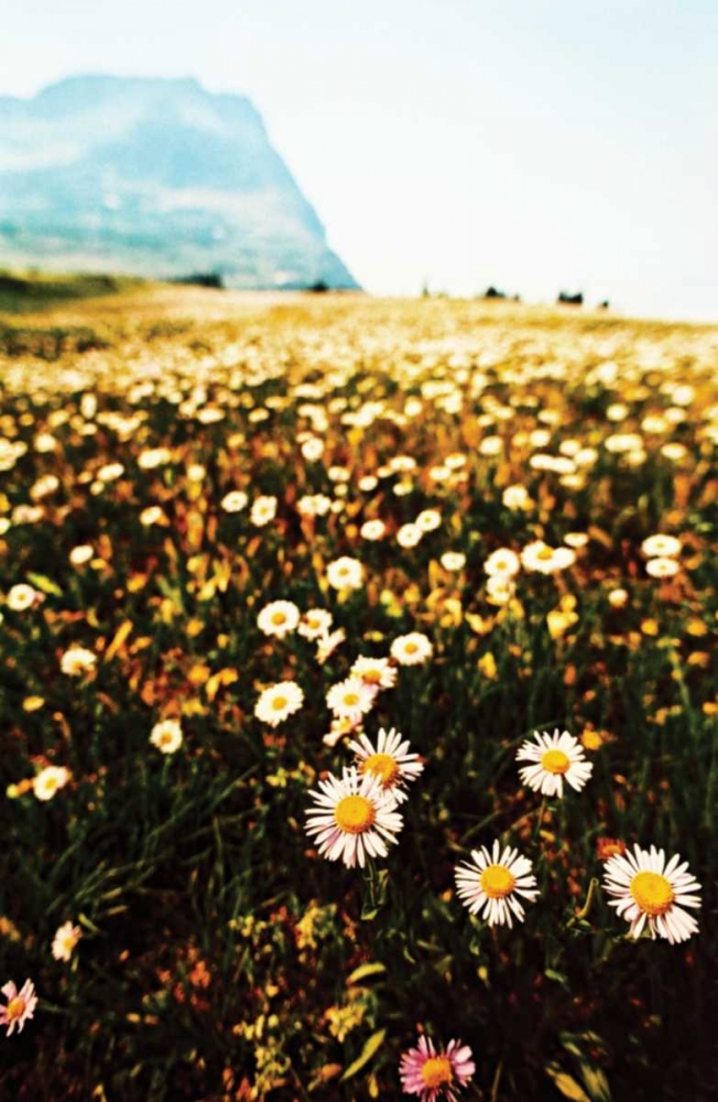 Wall Art Painting id:8, Name: Mountain Summer I, Artist: Berzel, Erin