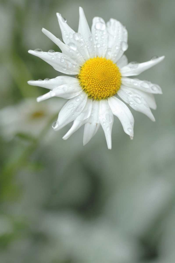 Wall Art Painting id:13, Name: Summer Bloom I, Artist: Berzel, Erin