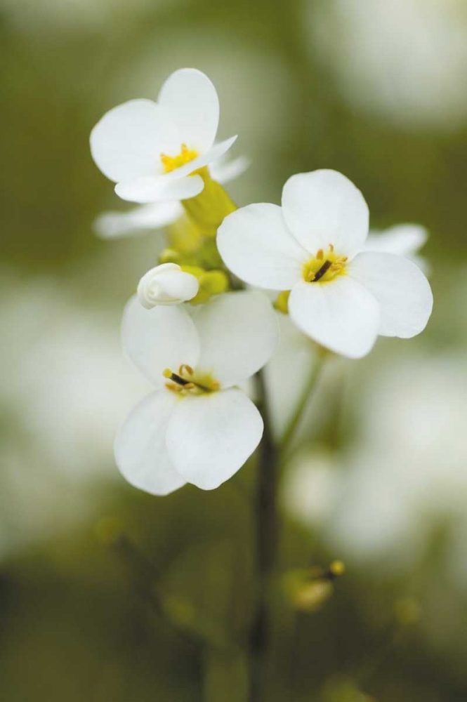 Wall Art Painting id:15, Name: Summer Bloom III, Artist: Berzel, Erin