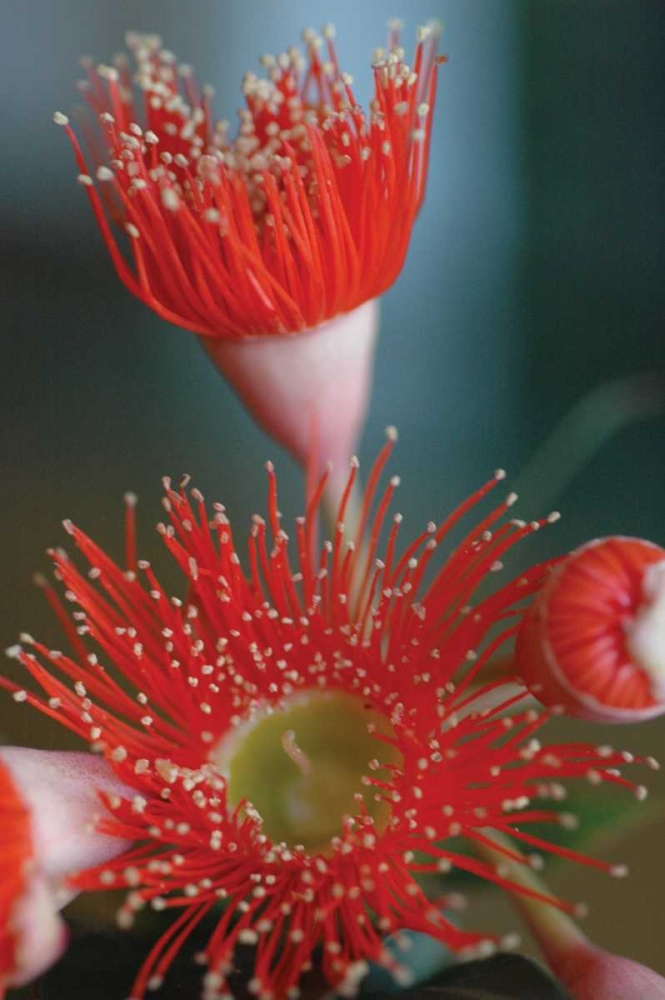 Wall Art Painting id:18, Name: Summer Bloom XII, Artist: Berzel, Erin