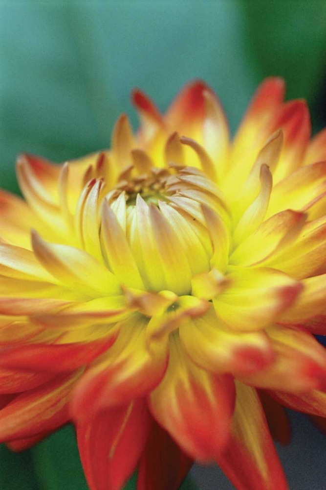 Wall Art Painting id:20, Name: Summer Bloom XV, Artist: Berzel, Erin