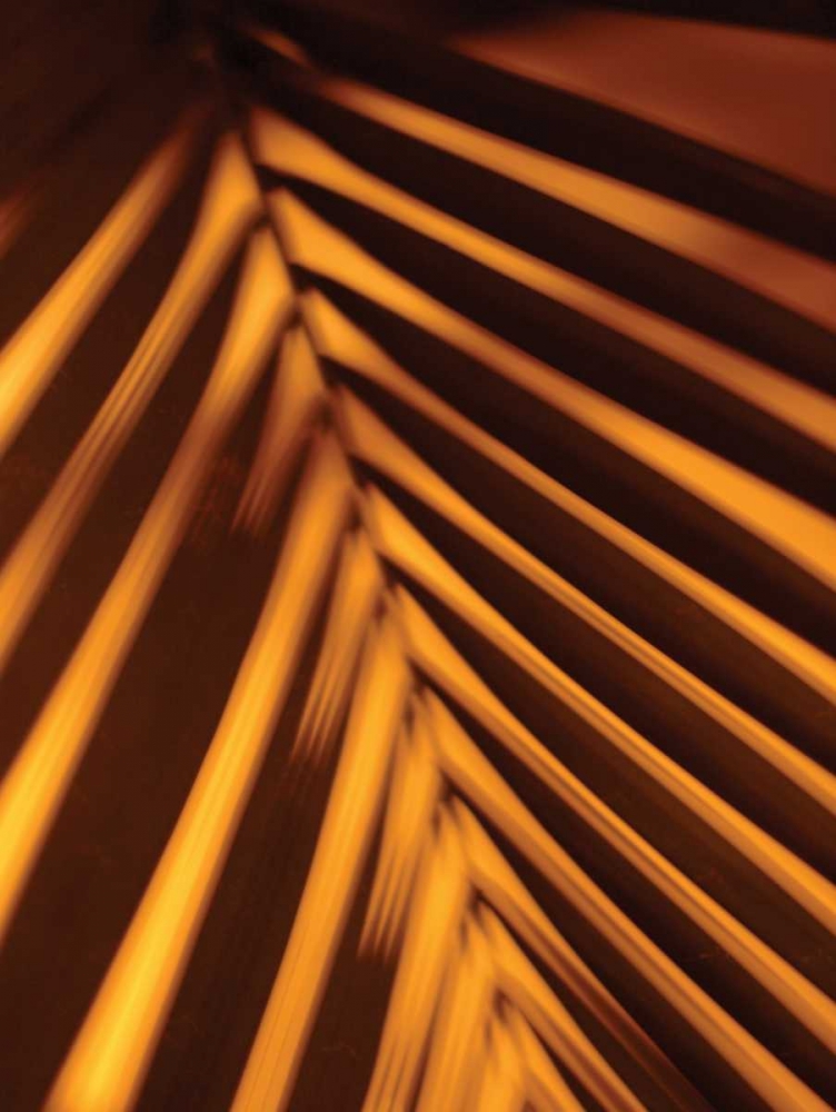 Art Print: Leaf Shadow I