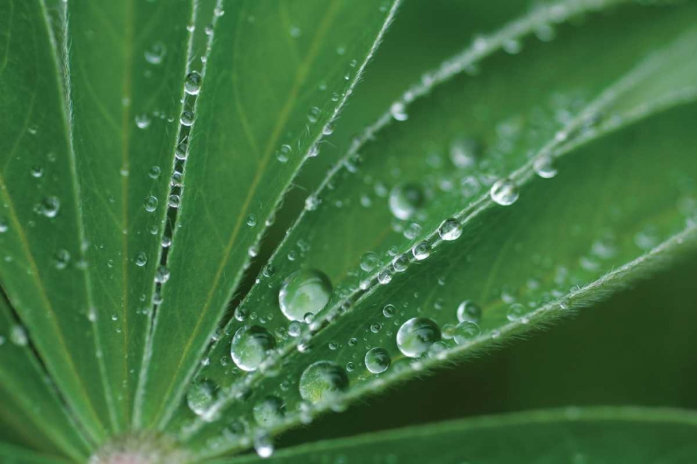 Wall Art Painting id:27, Name: Morning Dew II, Artist: Berzel, Erin