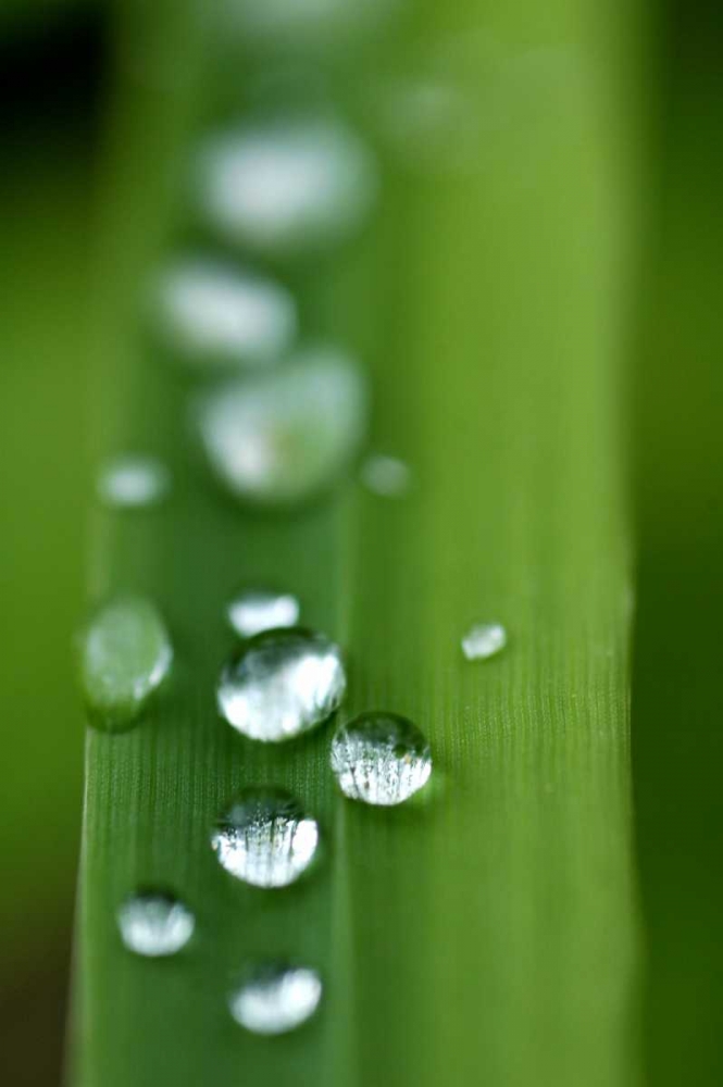 Wall Art Painting id:28, Name: Morning Dew III, Artist: Berzel, Erin