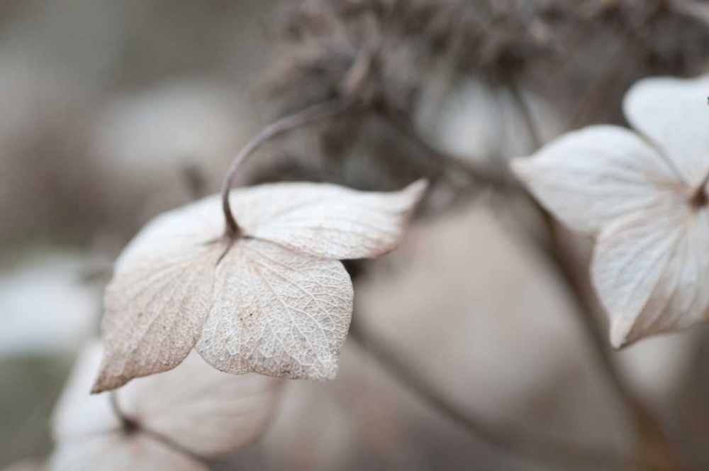 Wall Art Painting id:33, Name: Flower Skeleton I, Artist: Berzel, Erin