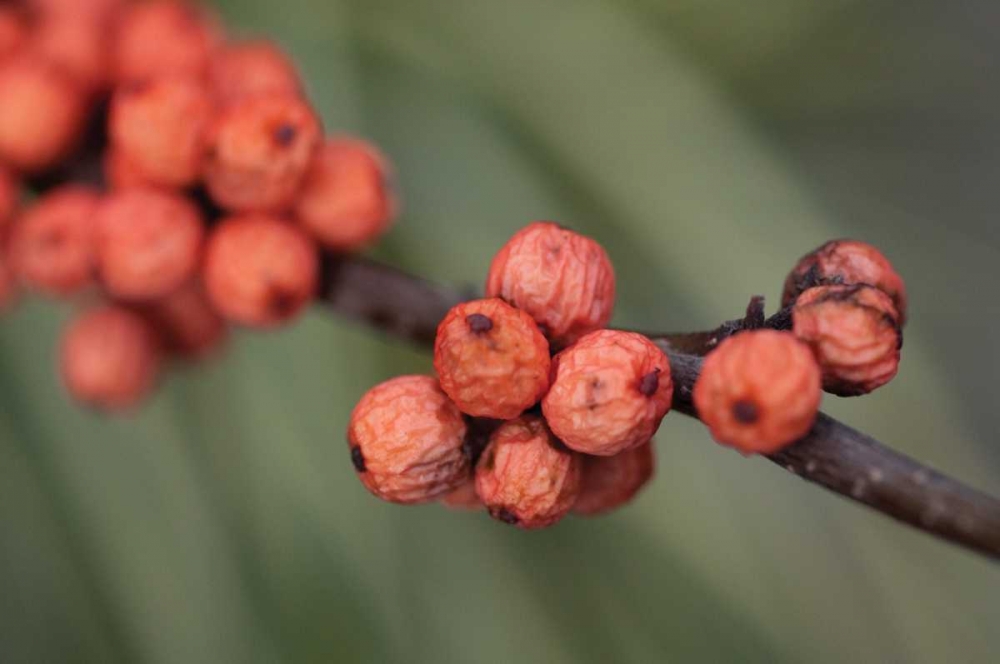 Wall Art Painting id:40, Name: Wild Berries II, Artist: Berzel, Erin