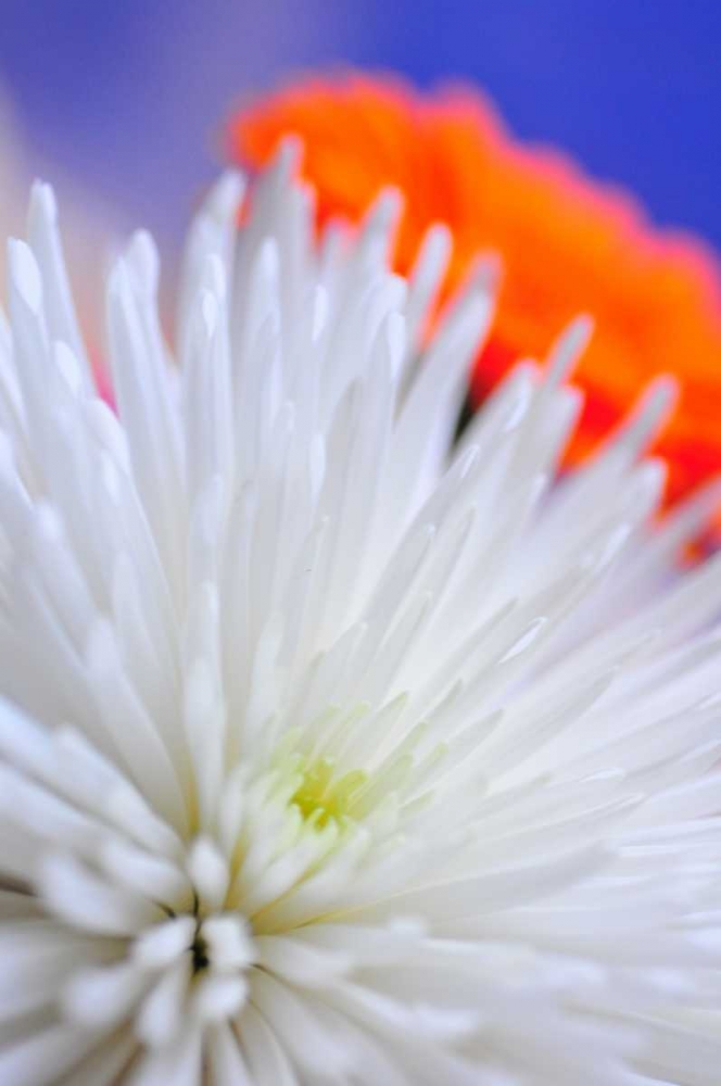 Wall Art Painting id:43, Name: Compliments I, Artist: Berzel, Erin