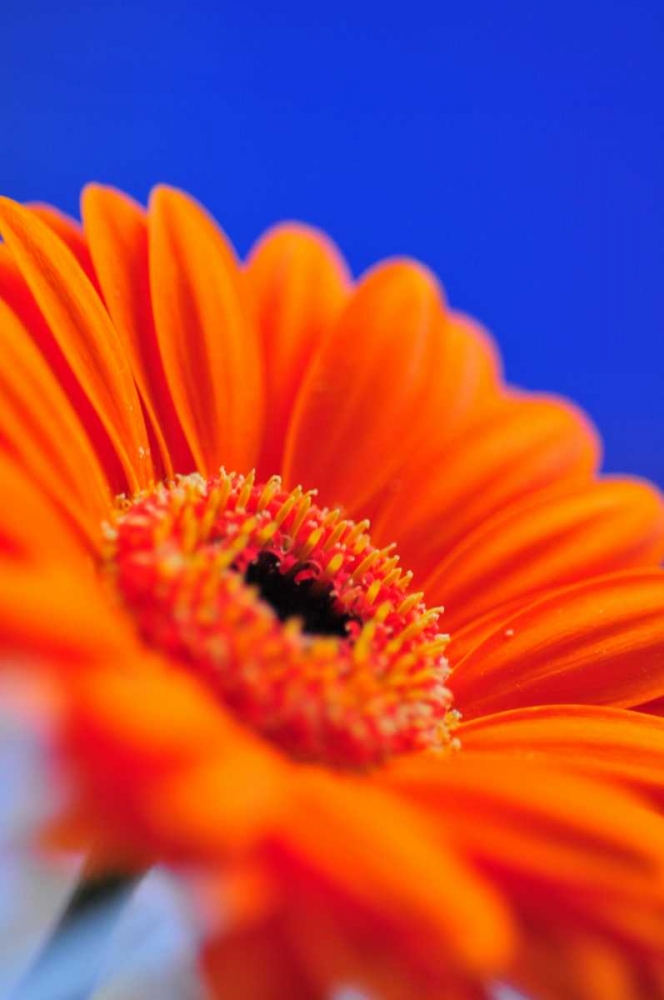 Wall Art Painting id:44, Name: Compliments II, Artist: Berzel, Erin