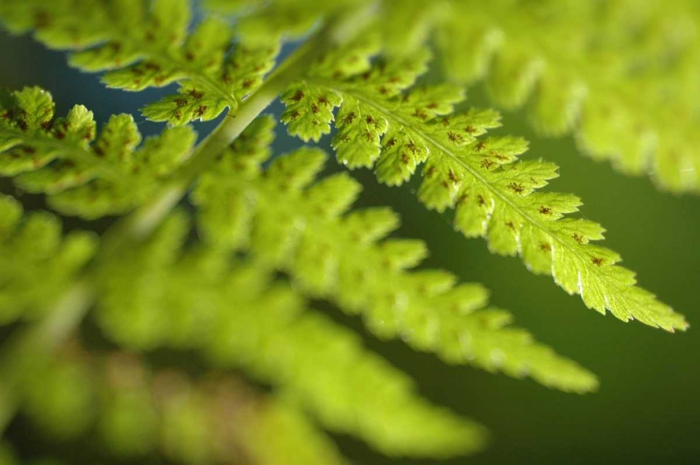 Wall Art Painting id:45, Name: Spring Growth I, Artist: Berzel, Erin