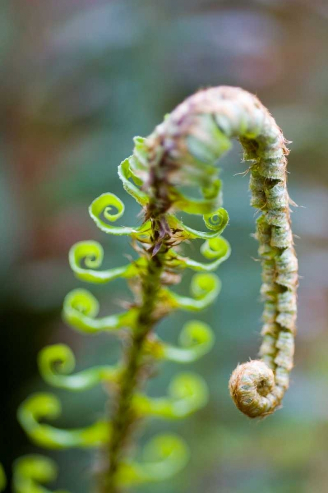 Wall Art Painting id:46, Name: Spring Growth II, Artist: Berzel, Erin