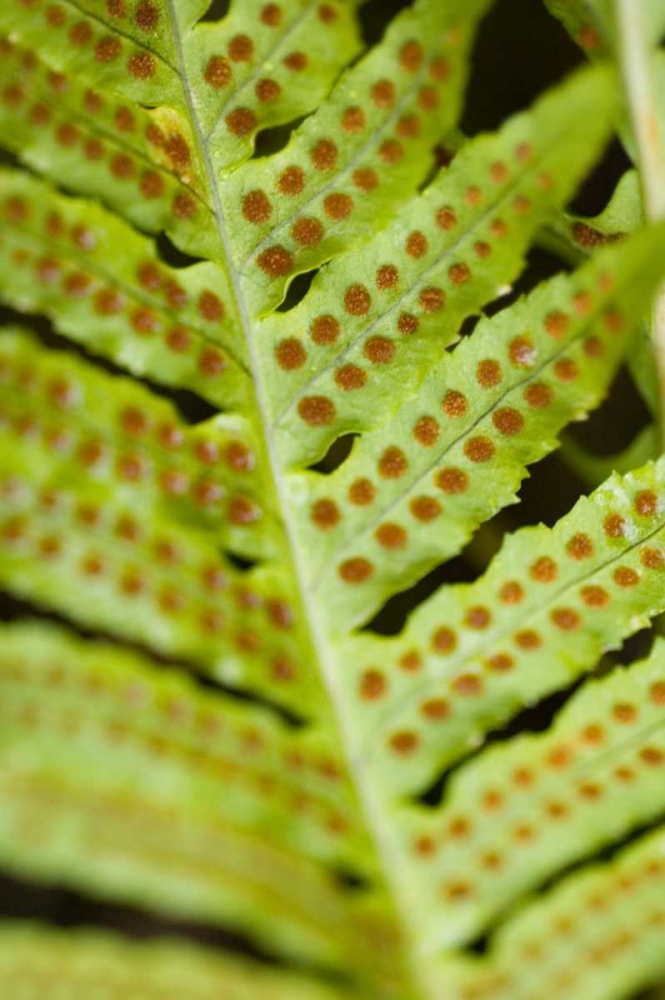 Wall Art Painting id:47, Name: Spring Growth III, Artist: Berzel, Erin