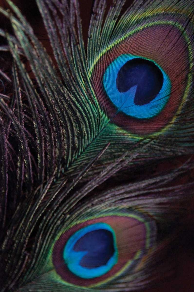 Wall Art Painting id:54, Name: Peacock Feathers I, Artist: Berzel, Erin