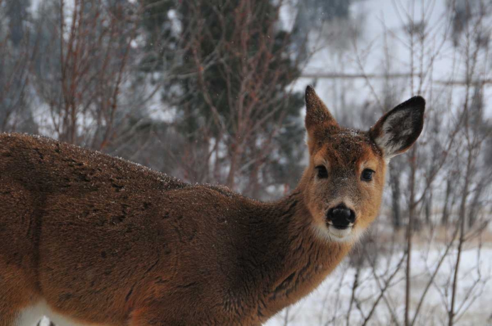 Wall art: Winter Doe I, by Berzel, Erin