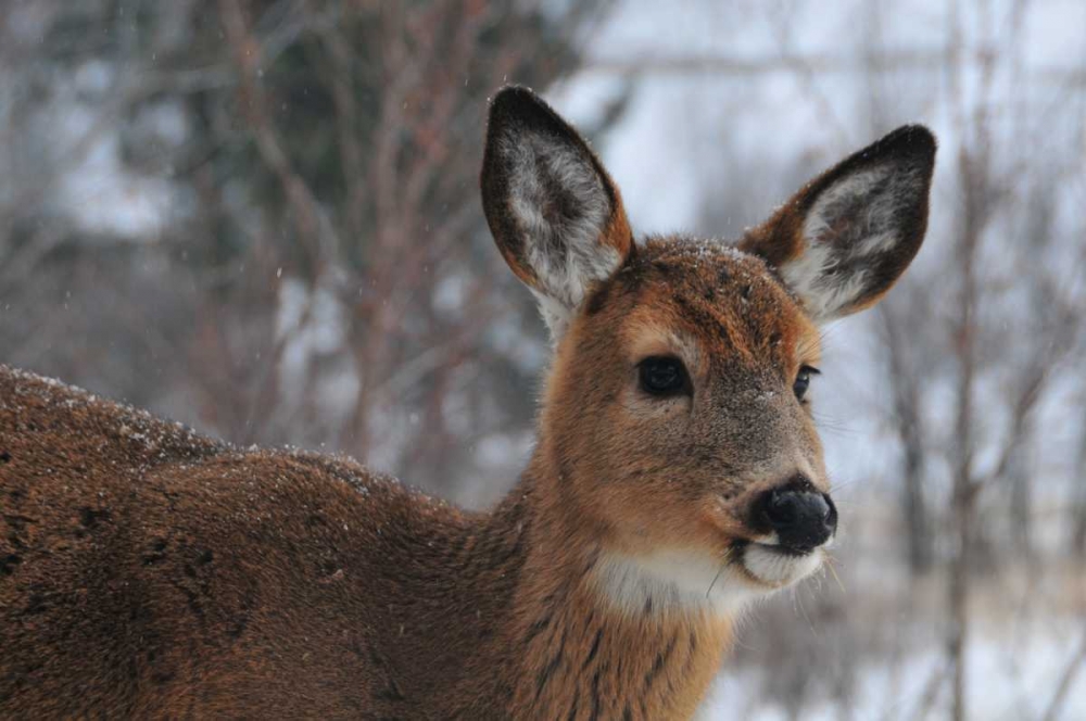 Wall art: Winter Doe II, by Berzel, Erin