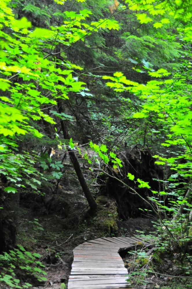 Wall Art Painting id:63, Name: Afternoon Hike II, Artist: Berzel, Erin