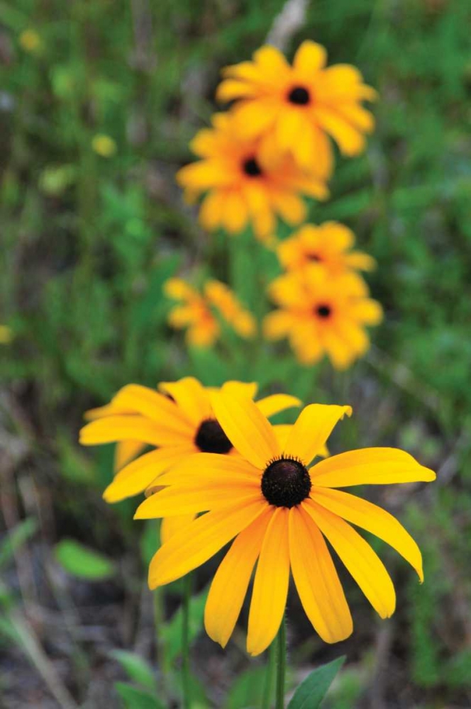 Art Print: Daisy Trail