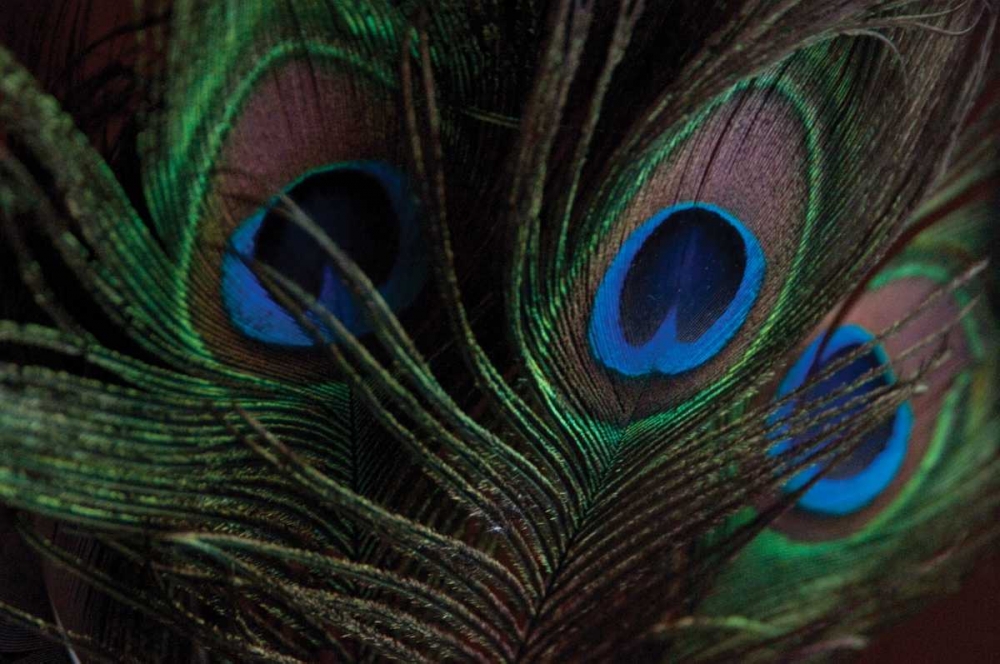 Art Print: Peacock Feathers I