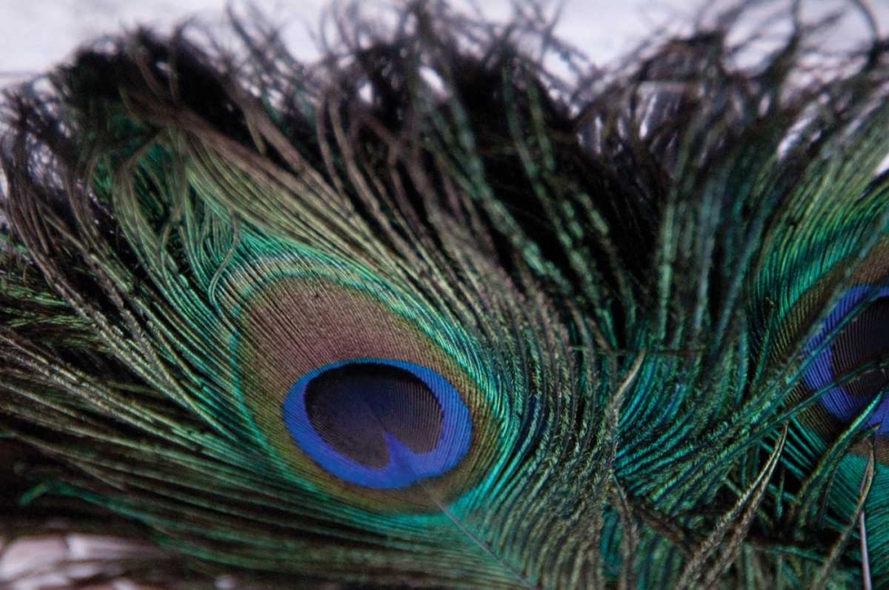 Art Print: Peacock Feathers II