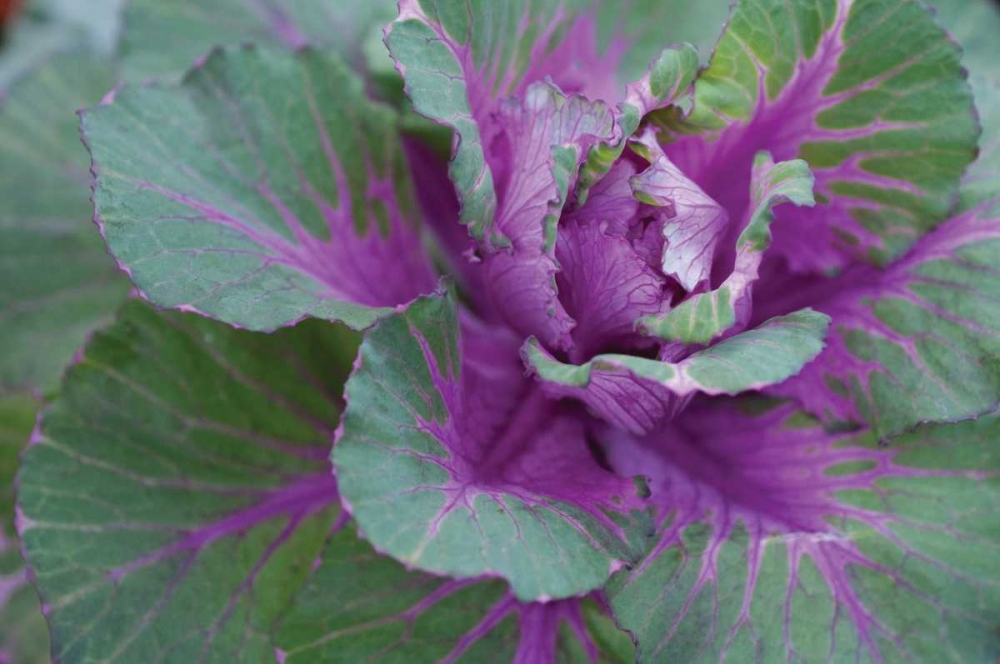 Art Print: Cabbage Plant