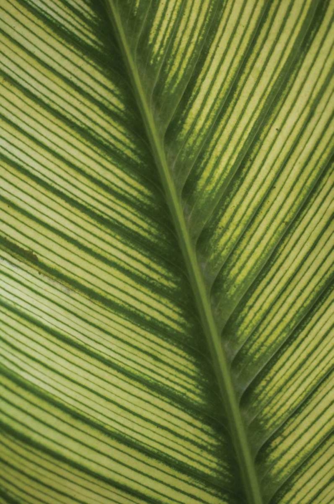 Art Print: Leaf Detail I