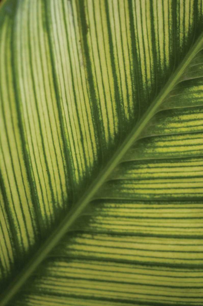 Art Print: Leaf Detail II