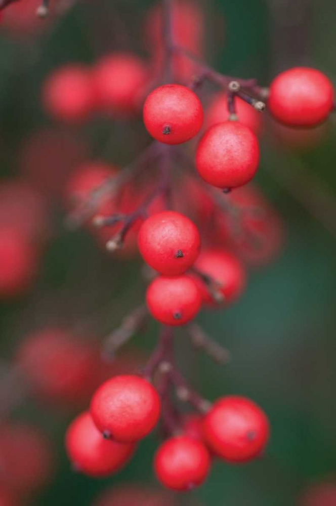 Wall art: Red Berries I, by Berzel, Erin