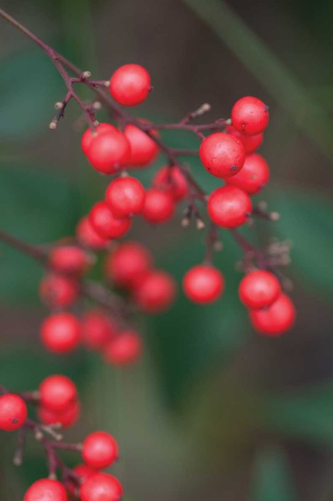 Wall art: Red Berries II, by Berzel, Erin