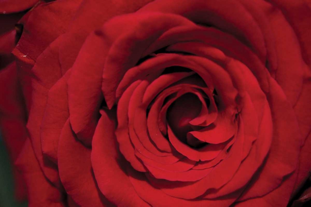 Wall art: Red Rose Detail, by Berzel, Erin