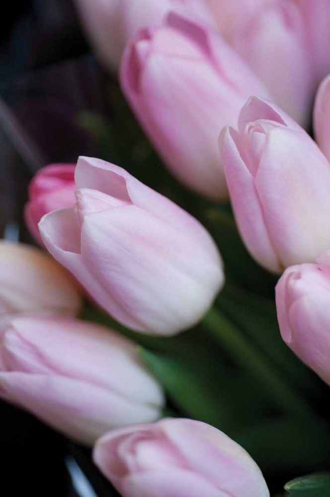 Wall art: Soft Pink Tulips I, by Berzel, Erin