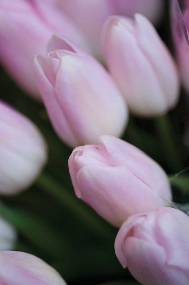 Wall Art Painting id:96, Name: Soft Pink Tulips II, Artist: Berzel, Erin